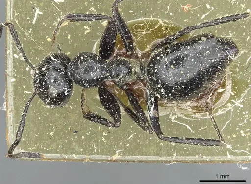 Colobopsis reichenspergeri specimen