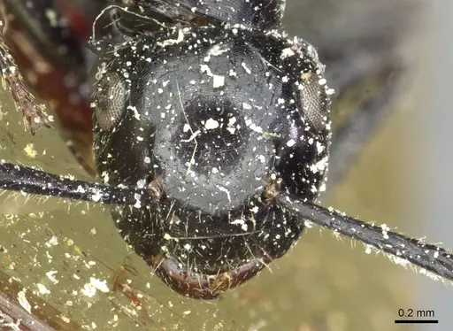 Colobopsis reichenspergeri specimen