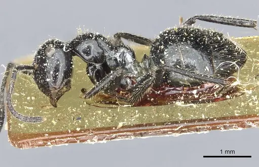 Colobopsis reichenspergeri specimen