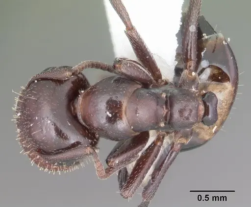 Colobopsis riehlii specimen
