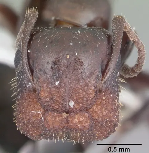 Colobopsis riehlii specimen