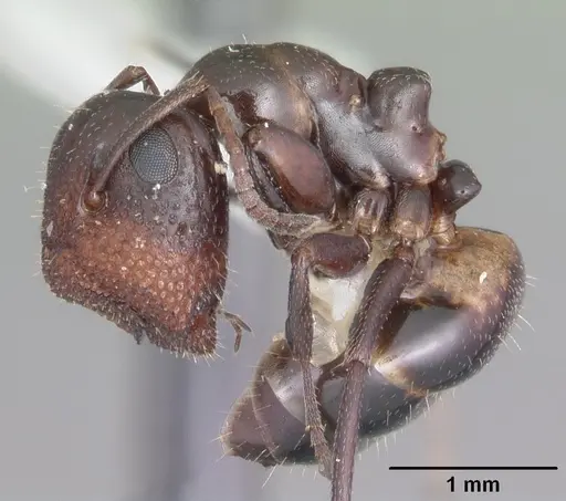 Colobopsis riehlii specimen