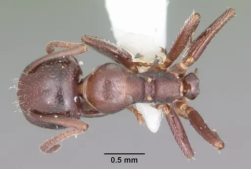 Colobopsis riehlii - CASENT0103727