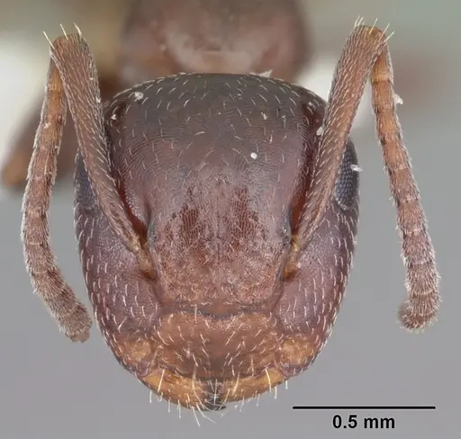 Colobopsis riehlii - CASENT0103727