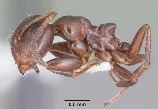 Colobopsis riehlii - CASENT0103727