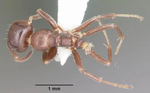 Colobopsis riehlii - CASENT0103728