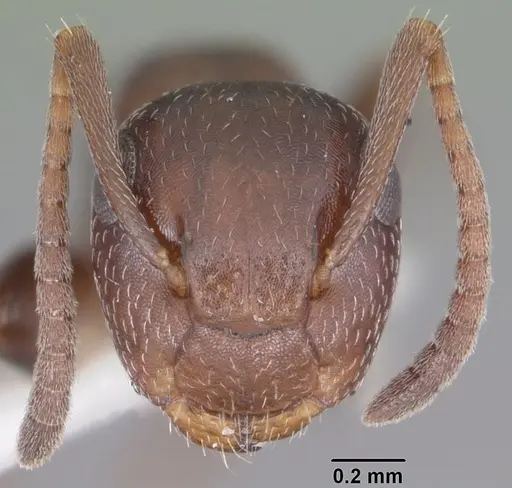 Colobopsis riehlii - CASENT0103728