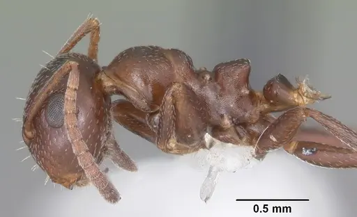 Colobopsis riehlii - CASENT0103728