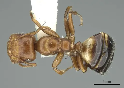 Colobopsis riehlii - CASENT0914448