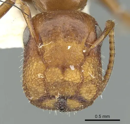 Colobopsis riehlii - CASENT0914448