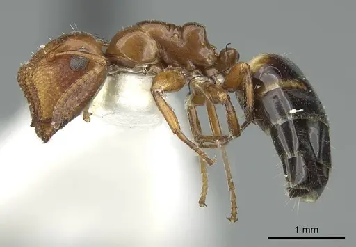 Colobopsis riehlii - CASENT0914448