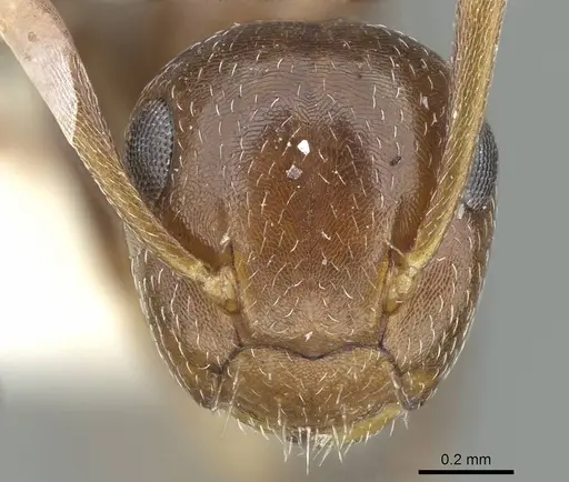 Colobopsis riehlii - CASENT0914449