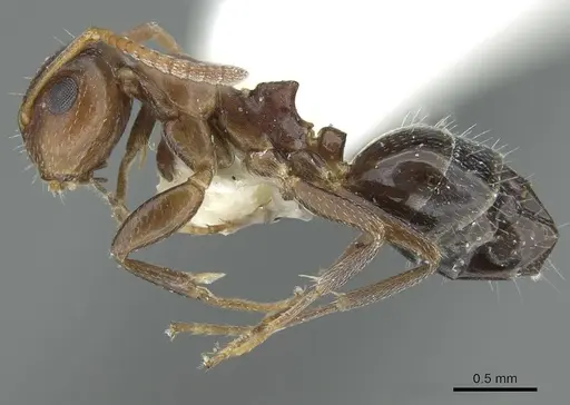 Colobopsis riehlii - CASENT0914449