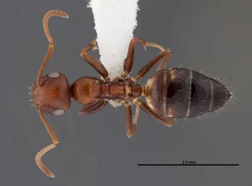 Colobopsis riehlii - FMNHINS0000088669