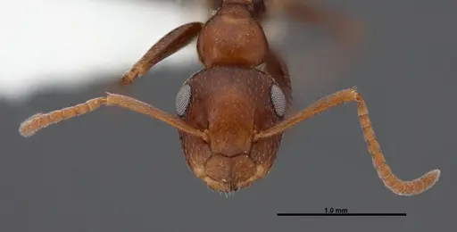 Colobopsis riehlii - FMNHINS0000088669