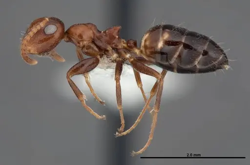 Colobopsis riehlii - FMNHINS0000088669