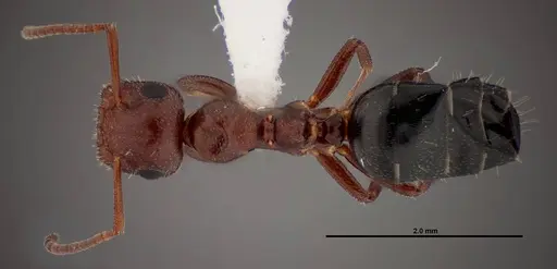 Colobopsis riehlii - FMNHINS0000088682