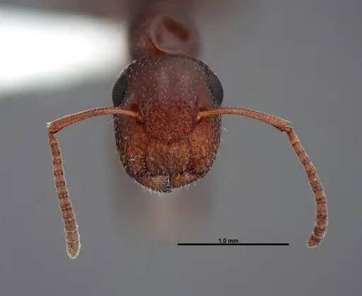 Colobopsis riehlii - FMNHINS0000088682