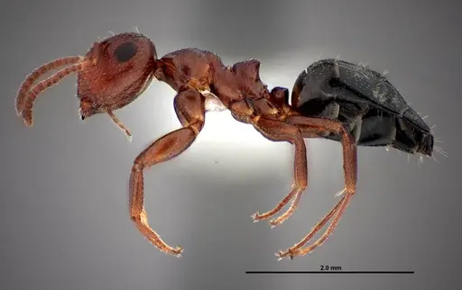 Colobopsis riehlii - FMNHINS0000088682