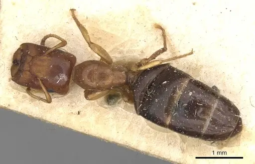 Colobopsis rothneyi specimen