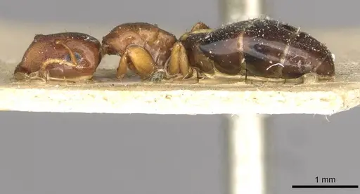 Colobopsis rothneyi specimen