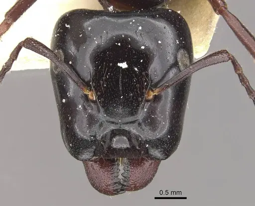 Colobopsis sadina specimen