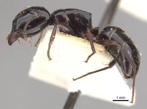 Colobopsis sadina specimen