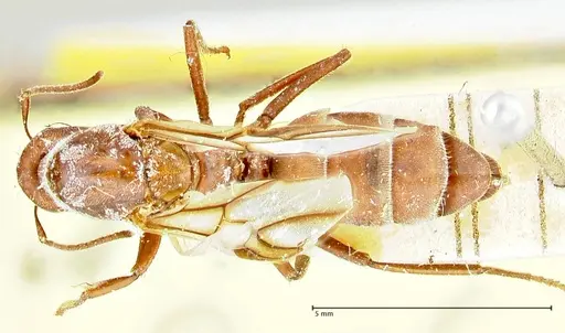 Colobopsis saginata specimen