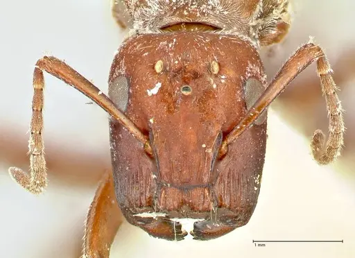 Colobopsis saginata specimen