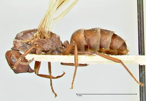 Colobopsis saginata specimen