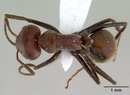 Colobopsis saundersi specimen