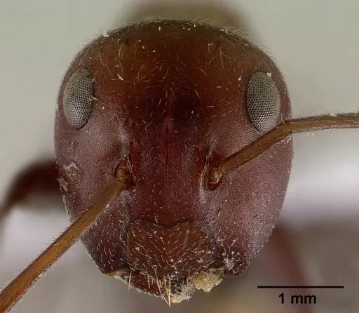 Colobopsis saundersi specimen