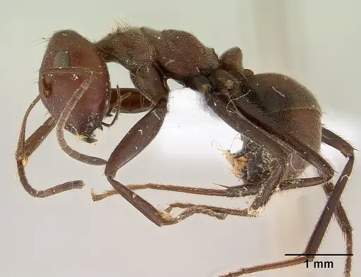 Colobopsis saundersi specimen