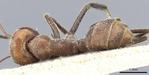 Colobopsis saundersi - CASENT0905463