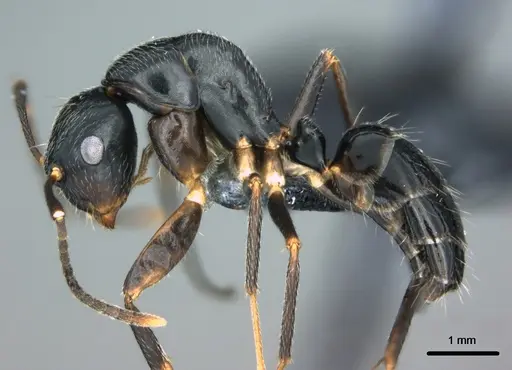Colobopsis schmeltzi specimen