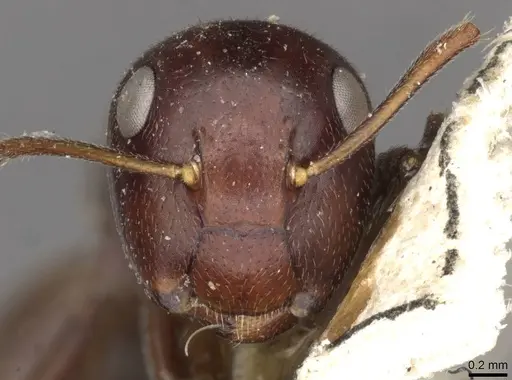 Colobopsis severini specimen