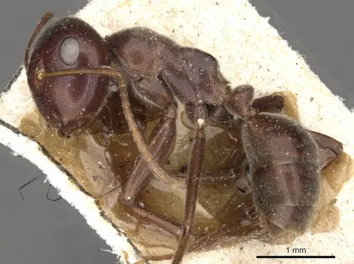 Colobopsis severini specimen