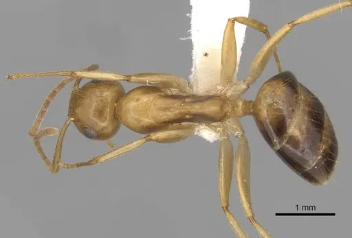 Colobopsis sommeri specimen