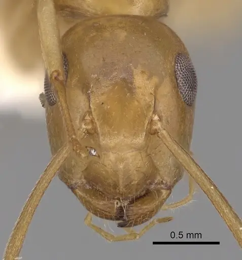Colobopsis sommeri specimen