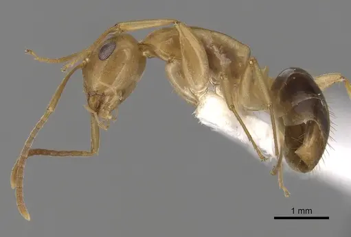 Colobopsis sommeri specimen