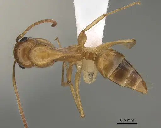 Colobopsis sommeri - CASENT0887755