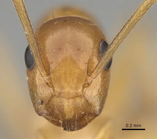 Colobopsis sommeri - CASENT0887755