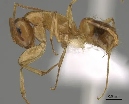 Colobopsis sommeri - CASENT0887755