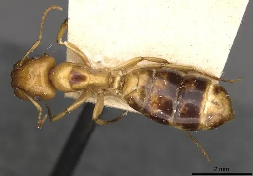 Colobopsis sommeri - CASENT0910590