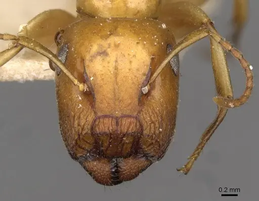 Colobopsis sommeri - CASENT0910590