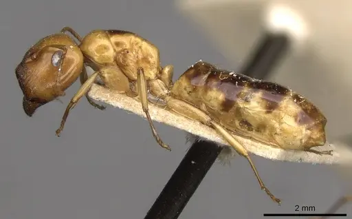 Colobopsis sommeri - CASENT0910590