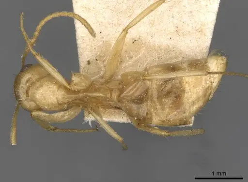 Colobopsis sommeri - CASENT0910591