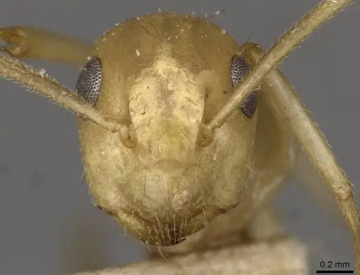 Colobopsis sommeri - CASENT0910591