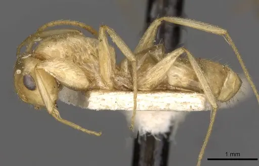 Colobopsis sommeri - CASENT0910591