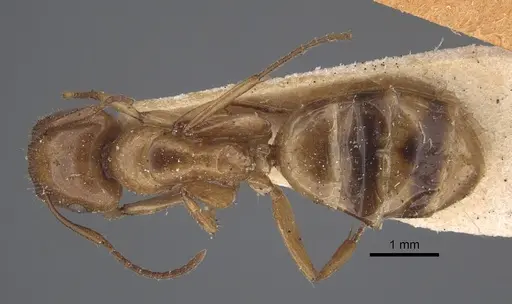 Colobopsis sommeri - CASENT0917862